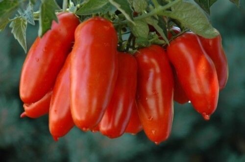 100 samen san marzano - 100,