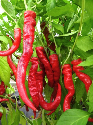 Sigaretta bergamo paprika - sigaretta,