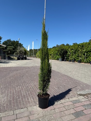 Tropictrees italienische - tropictrees,