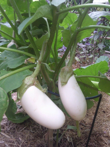 Weiße aubergine casper - aubergine,