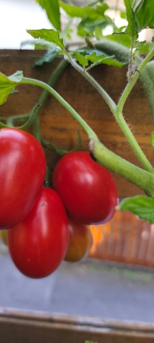 Tomatensamen mom paste - "mom`s, paste/