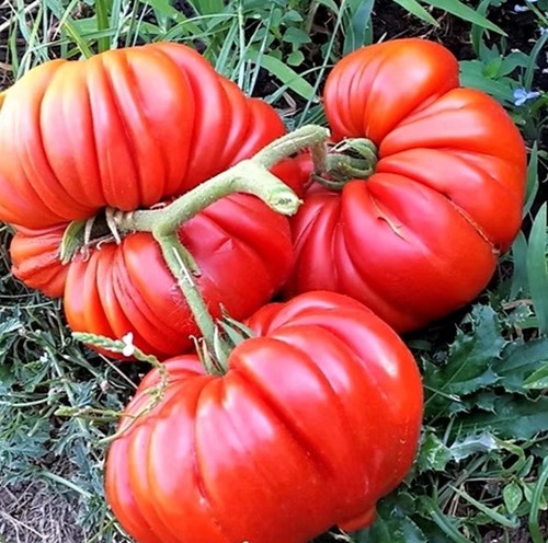 Tomatensamen - , (8+)