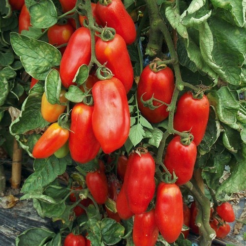 Tomatensamen - , (7+
