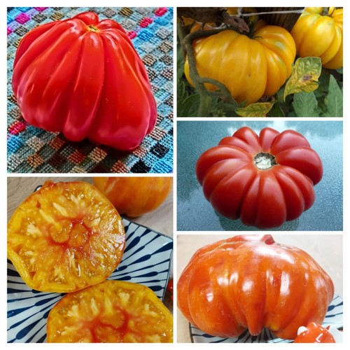 Italienische tomaten - italienische,