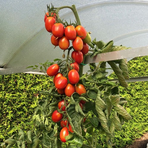 Pomodori pendere - pomodori,
