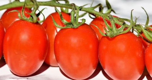 Italienische busch tomate - italienische, busch-tomate
