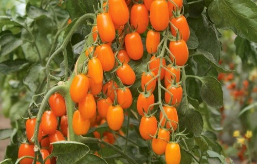 Tomatensamen - , 8+)