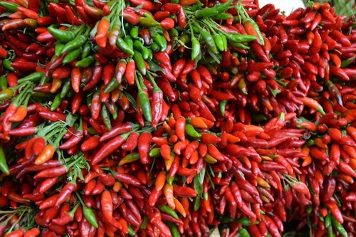 Etna rote chili aus - rote, italien