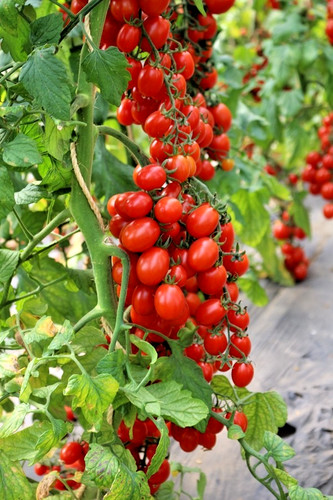Tomatensamen - , (8+)