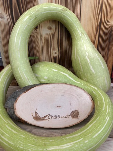Trompetenzucchini tromba - trompetenzucchini, d'
