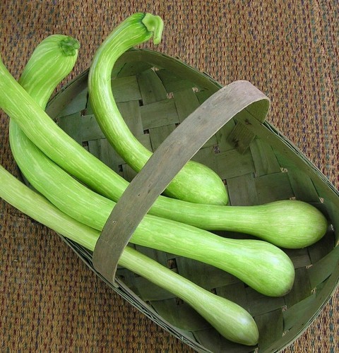Zucchini trombetta albenga - zucchini, d'