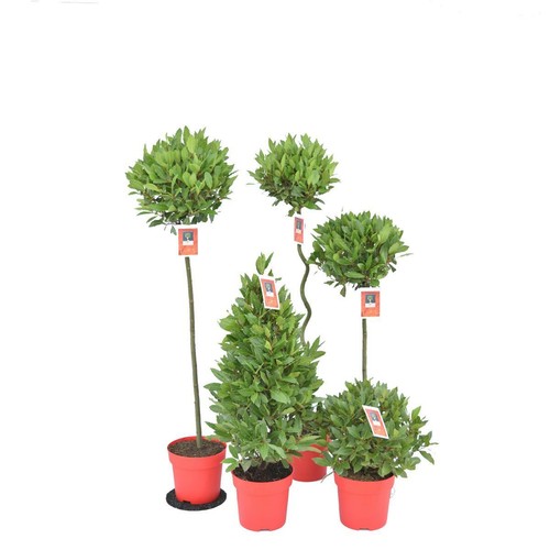 Echter gewürzlorbeer laurus - gewürzlorbeer,